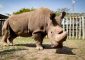 Умер последний в мире самец северного белого носорога